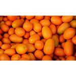 Kumquat