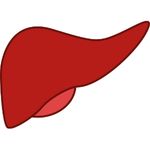 Liver