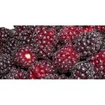 Loganberry