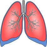 Lung
