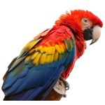 Macaw