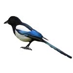 Magpie