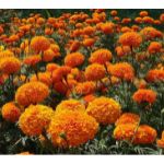 Marigold