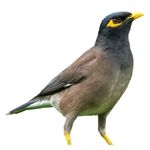 Mynah