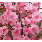 Oleander