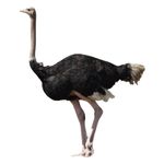 Ostrich