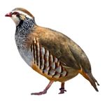 Partridge