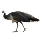 Peahen