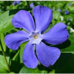 Periwinkle