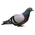 Pigeon