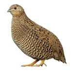 Quail