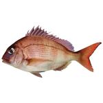 Red Snapper