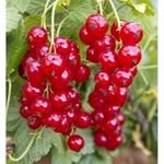 Redcurrant