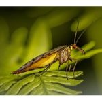 Scorpionflies