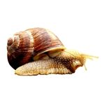 Snail