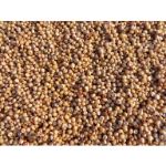 Sorghum