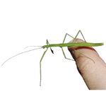 Stick insects