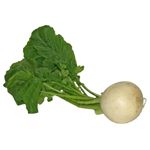 Turnip