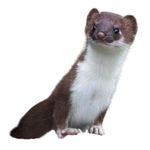 Weasel