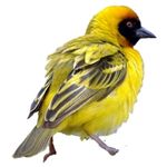 Weaver Bird