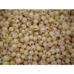 White currant