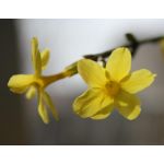 Winter Jasmine