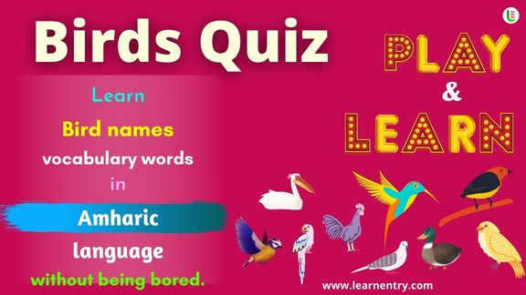 Birds quiz in Amharic