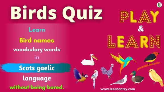 Birds quiz in Scots gaelic