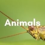 Animals-in-english