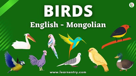 Birds names in Mongolian and English