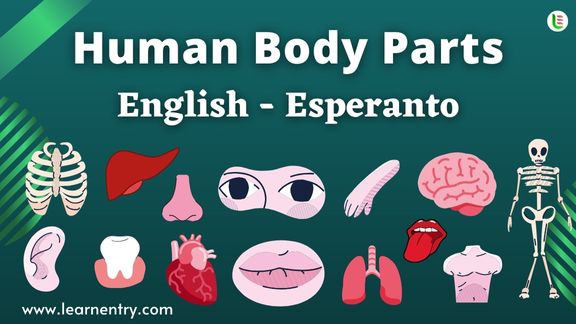 Human Body parts names in Esperanto and English