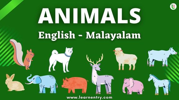 Animals names in Malayalam and English - Common Malayalam Vocabulary