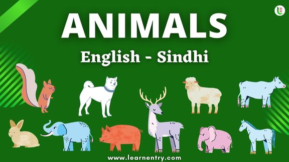 Animals names in Sindhi and English - Common Sindhi Vocabulary