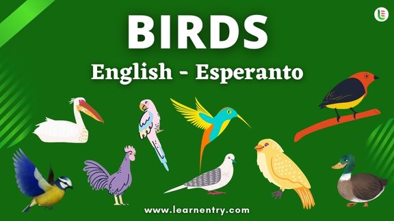 Birds names in Esperanto and English - Common Esperanto Vocabulary