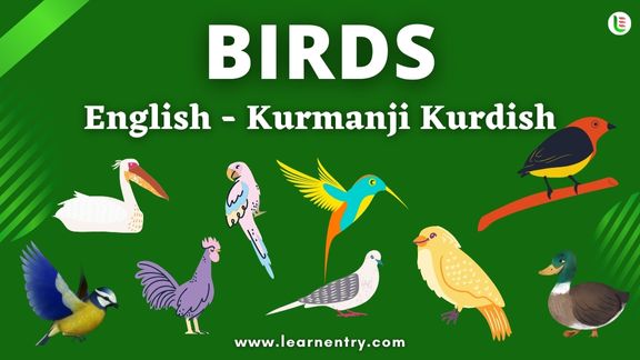 Birds names in Kurmanji kurdish and English - Common Kurmanji kurdish Vocabulary