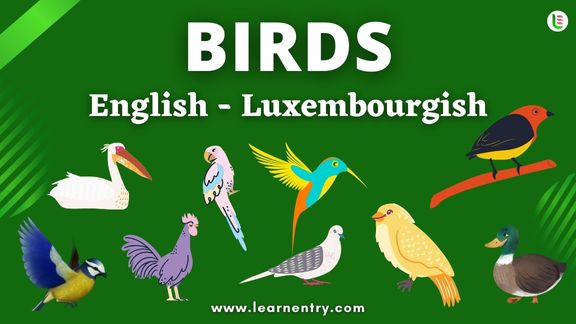 Birds names in Luxembourgish and English - Common Luxembourgish Vocabulary