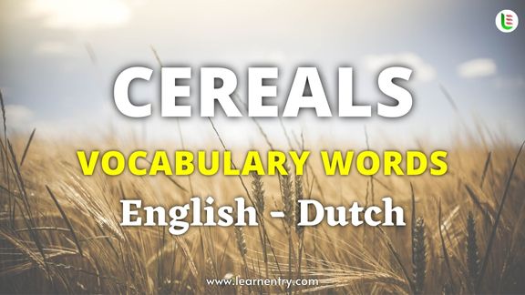 Cereals names in Dutch and English - Common Dutch Vocabulary