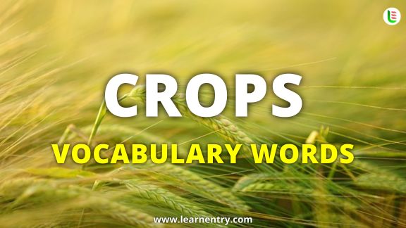Learn Crops names in English vocabulary in English | Learn Entry