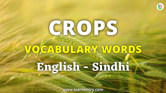 Crops vocabulary words in Sindhi and English - Common Sindhi Vocabulary