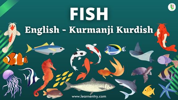 Fish names in Kurmanji kurdish and English - Common Kurmanji kurdish Vocabulary
