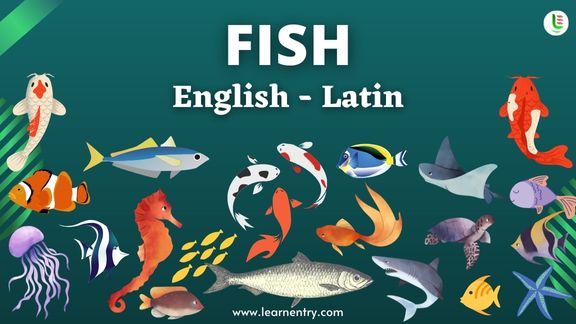 Fish names in Latin and English - Common Latin Vocabulary