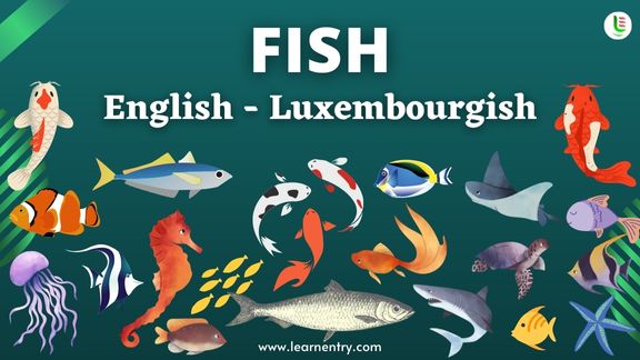 Fish names in Luxembourgish and English - Common Luxembourgish Vocabulary