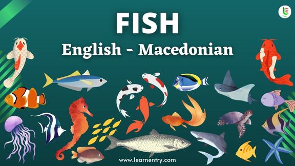 Fish names in Macedonian and English - Common Macedonian Vocabulary
