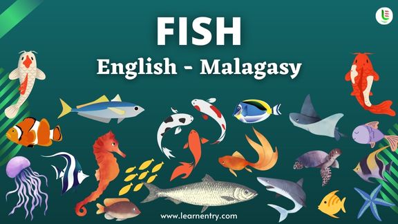 Fish names in Malagasy and English - Common Malagasy Vocabulary