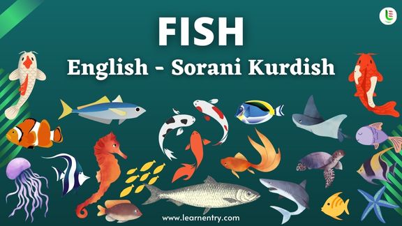 Fish names in Sorani kurdish and English - Common Sorani kurdish Vocabulary