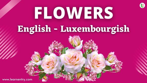 Flower names in Luxembourgish and English - Common Luxembourgish Vocabulary