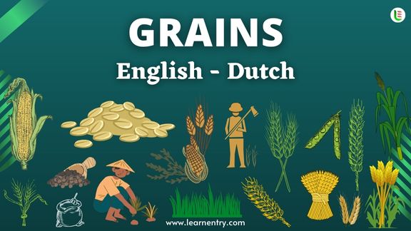 Grains names in Dutch and English - Common Dutch Vocabulary