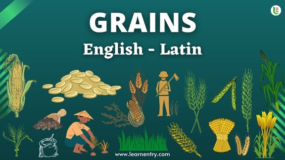 Grains names in Latin and English - Common Latin Vocabulary