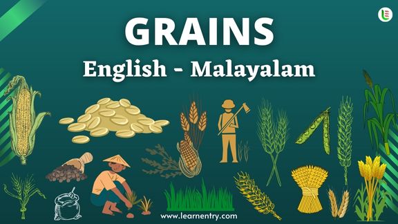 Grains names in Malayalam and English