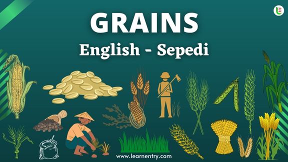 Grains names in Sepedi and English